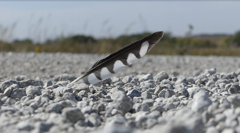 KESTREL THE ART IN SURVIVAL feature film