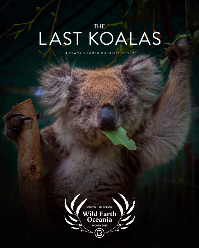 THE LAST KOALAS feature film review (interview)