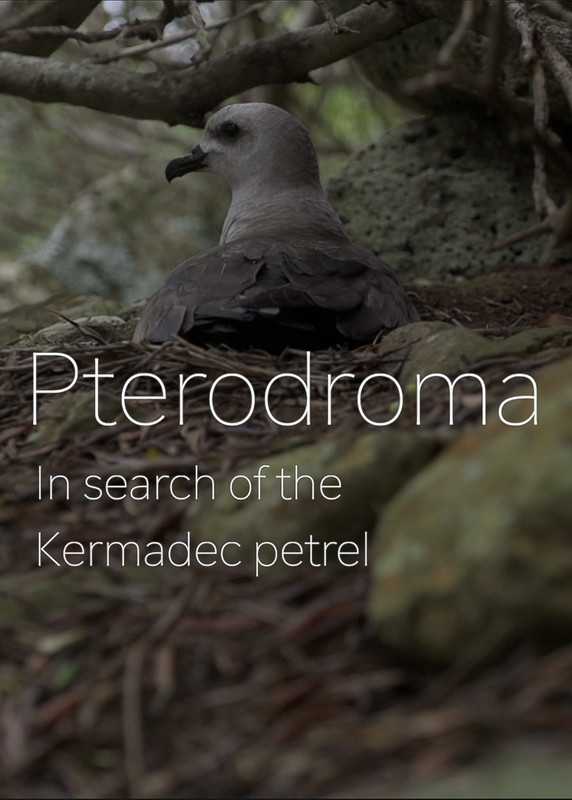 PTEREDROMA - IN SEARCH OF THE KERMADEC PETREL short film, audience reactions