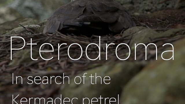 PTEREDROMA - IN SEARCH OF THE KERMADE...