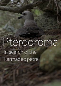 PTEREDROMA - IN SEARCH OF THE KERMADE...
