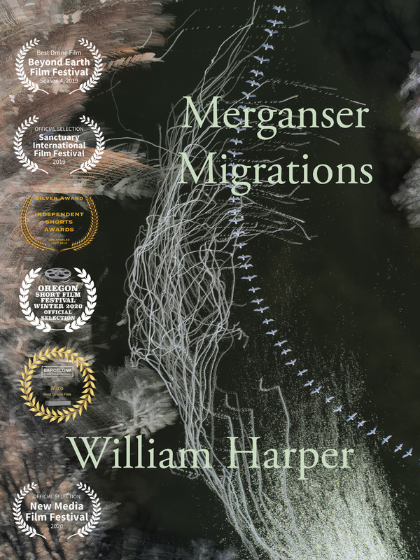 MERGANSER MIGRATIONS short film, audience reactions
