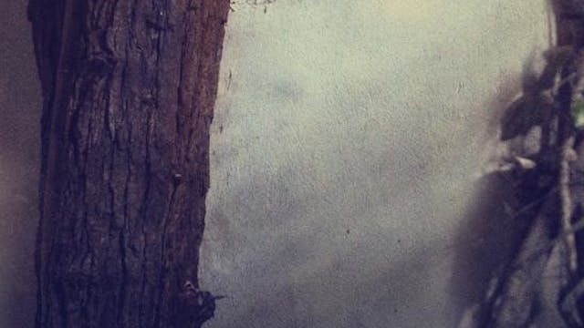 THE PERSIMMON TREE short film, audien...