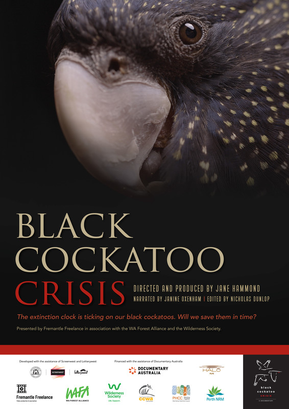BLACK COCKATOO CRISIS - Environmental Feature. Sept. 7/8 event