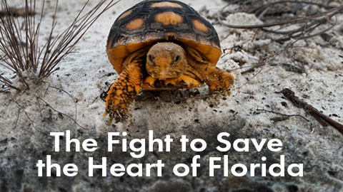 ENVIRONMENTAL Festival - June 29/30 