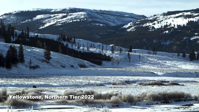 WOLF WATCHERS short film watch, 15min...