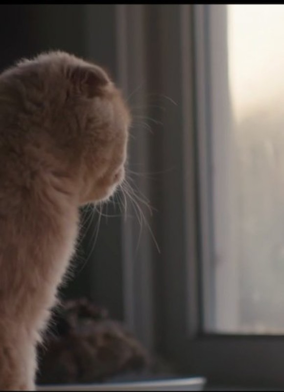 CROSS short film, audience reactions