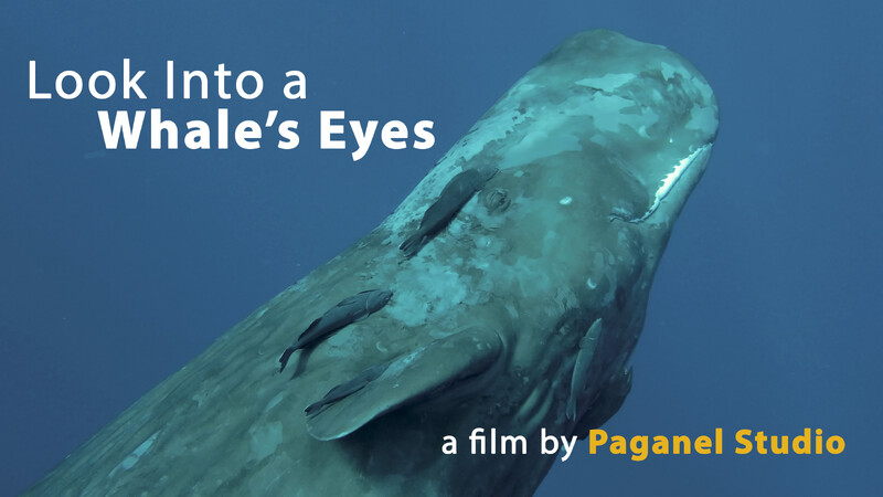 LOOK INTO A WHALE'S EYES short film, reactions Under 5min. Festival