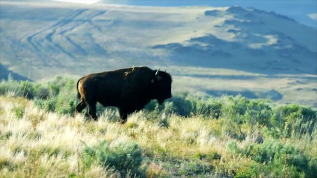 Return To The Buffalo Short Film, Aud...