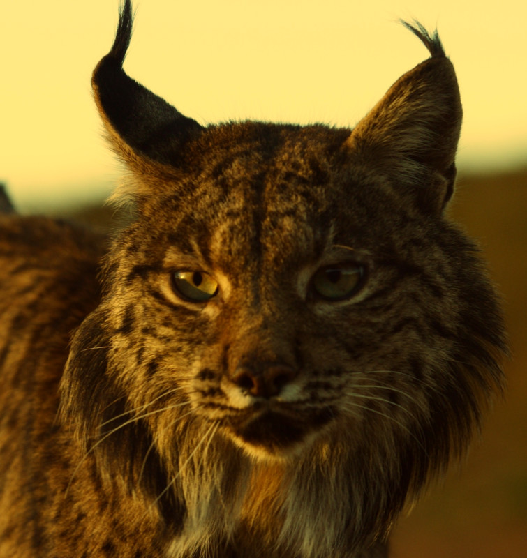 MY WILD CATS - EUROPE short film, audience reactions