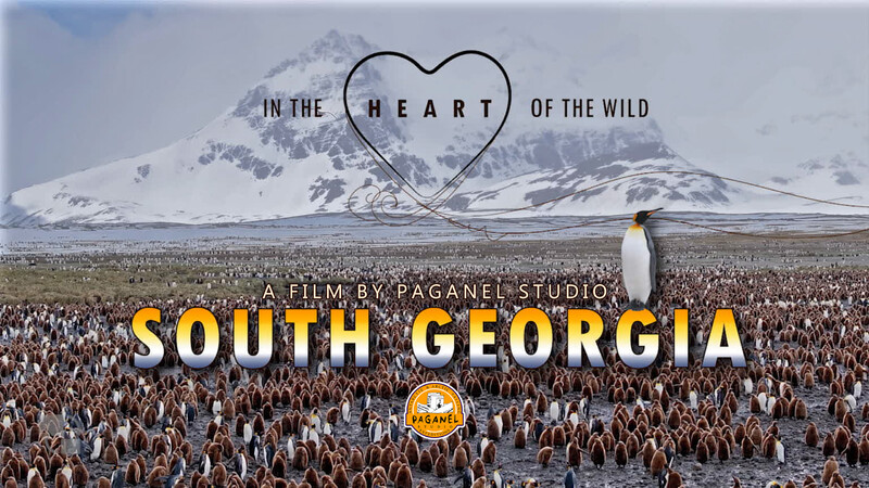 DOC Shorts Festival: March 15/16 event