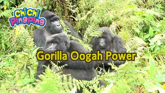 Gorilla Oogah Power | ChiChi PingPing Songs (ENG)