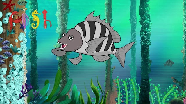 I'm a Sheepshead Fish