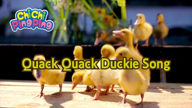 Quack Quack Duckie Song | ChiChi Ping...
