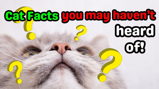 30 Interesting Facts About Cats | Rig...