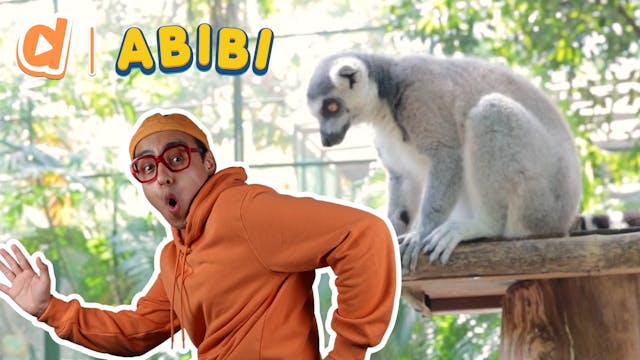 Abibi & Buddy, The Ring-Tailed Lemur!