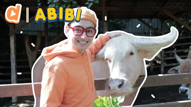 Abibi Feeding Farm Animals - Alpacas,...