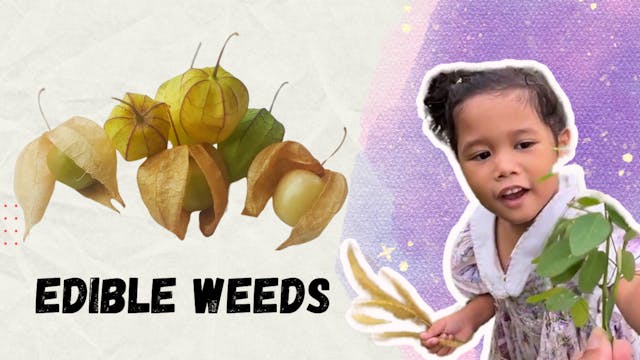 Edible Weeds | Barakah Organic
