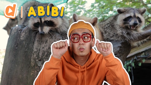 Abibi Plays with Otters, Raccoons, and More!