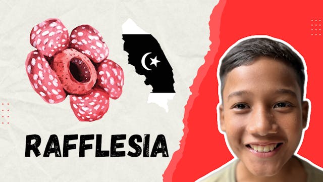Rafflesia | Barakah Organic 
