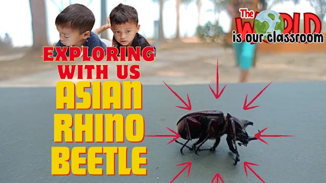 Explore With Us: Asian Rhino Beetle -...