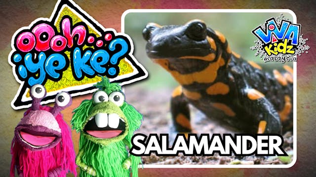 Oooh... Iye Ke? Salamander | VivaKidz