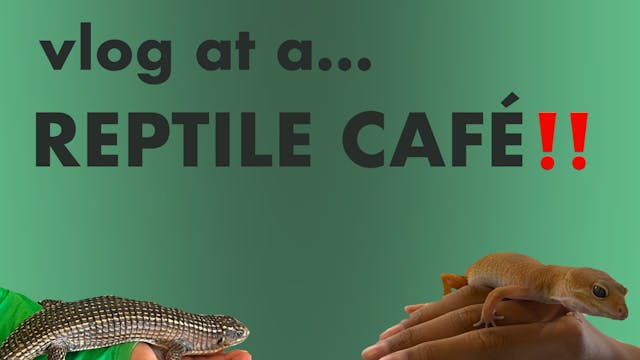 Vlog At A Reptile Cafe! | Daily Alayna