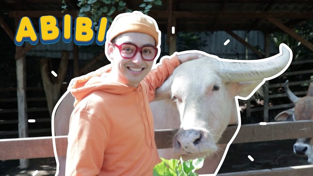 Abibi Feeding Farm Animals - Alpacas, Baby Goats, and More!