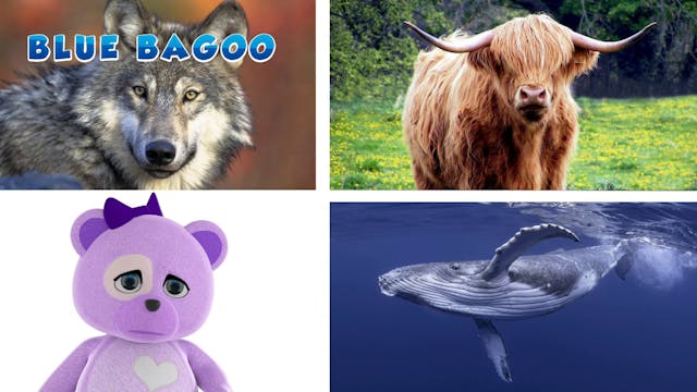 Guess the Animal Sounds