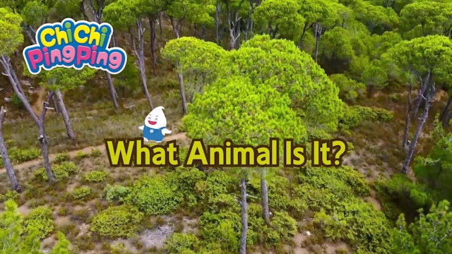 What Animal Is It | ChiChi PingPing Songs (ENG)