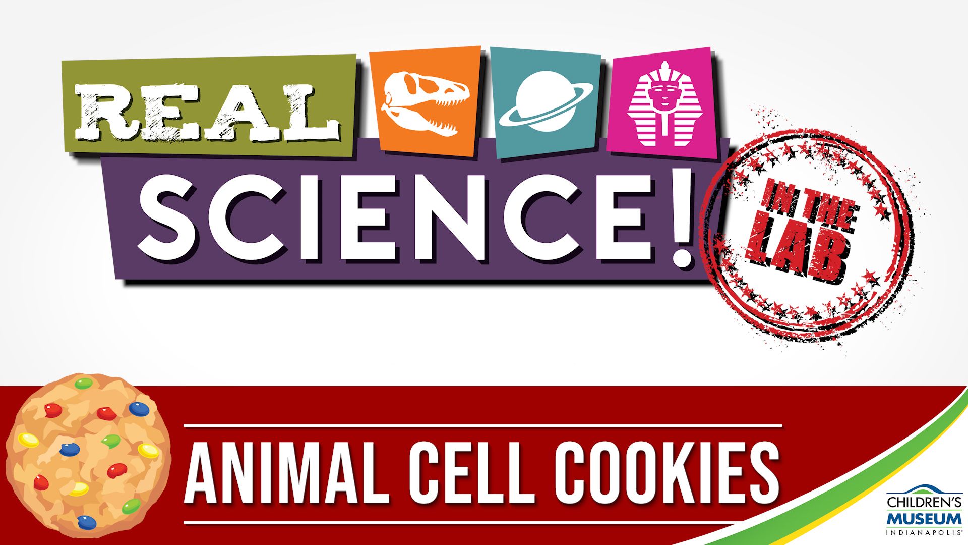 Real Science! Making an Animal Cell Cookie