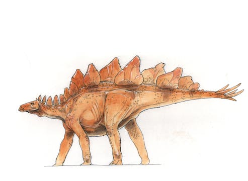 Stegosaurus