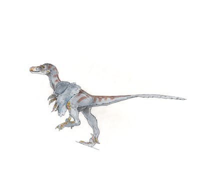 Velociraptor