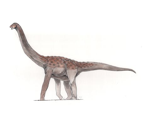 Rapetosaurus