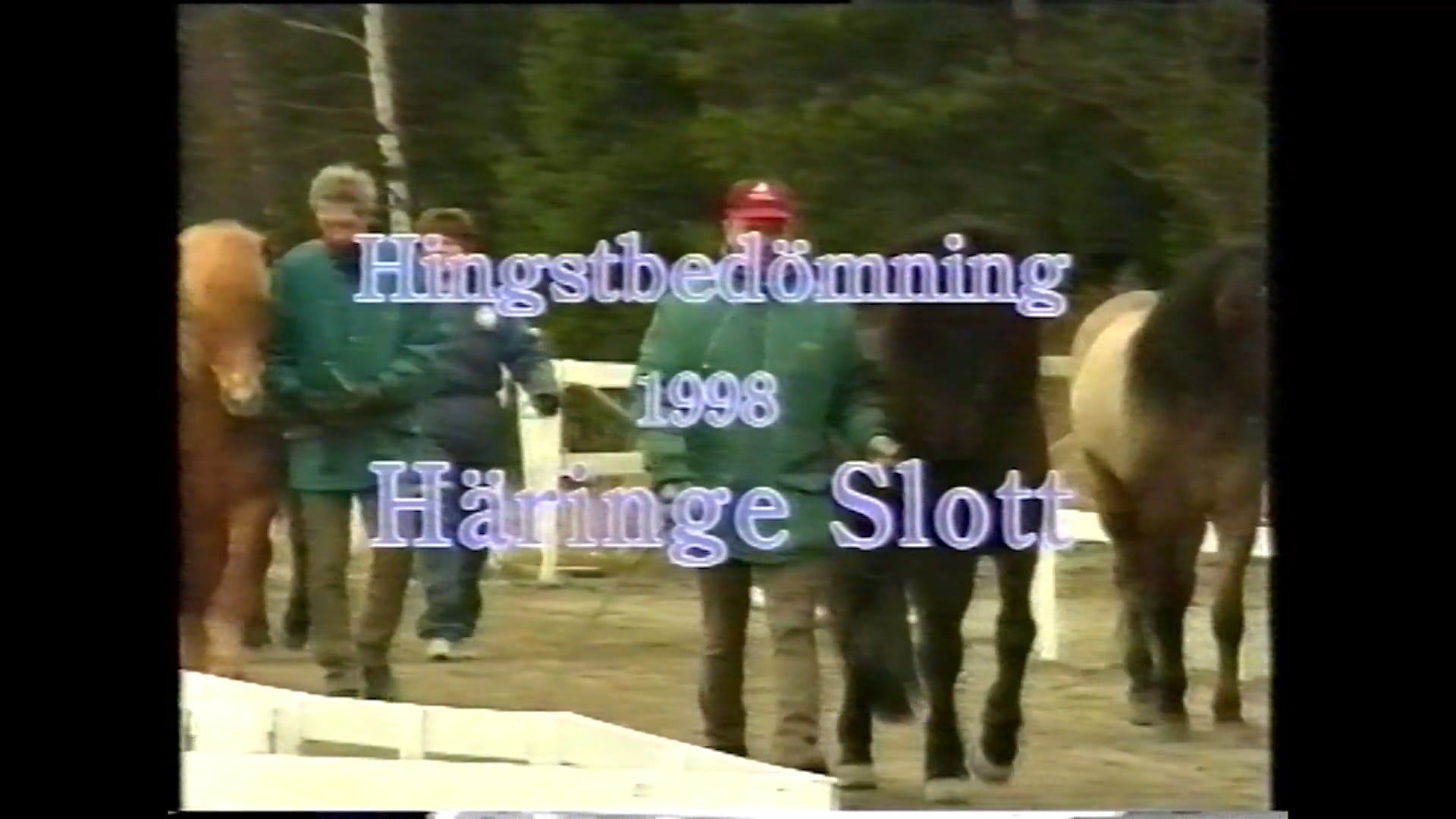 Hingstbedömning 1998 - Haringe Slott