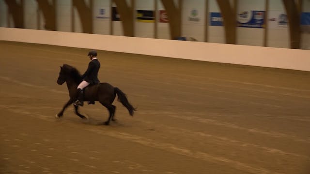 Stóðhestaveisla norðurlands 2017