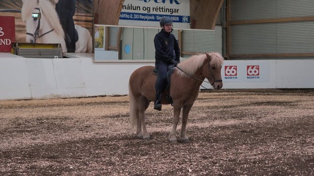 Hestadagar 2025 - Konráð Valur Sveinsson