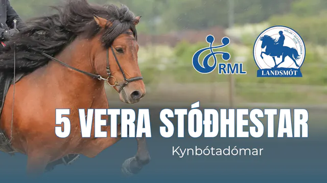 5 year old stallion - Landsmót hestam...