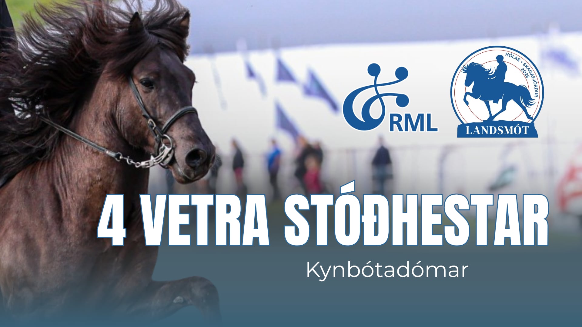 FIZO 4 year stallions - Landsmót hestamanna 2024