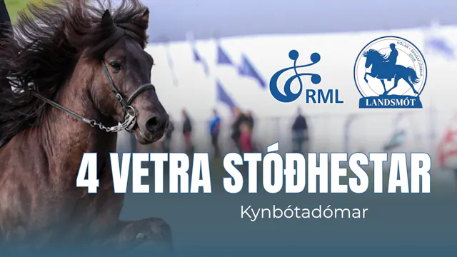 FIZO 4 year stallions - Landsmót hest...