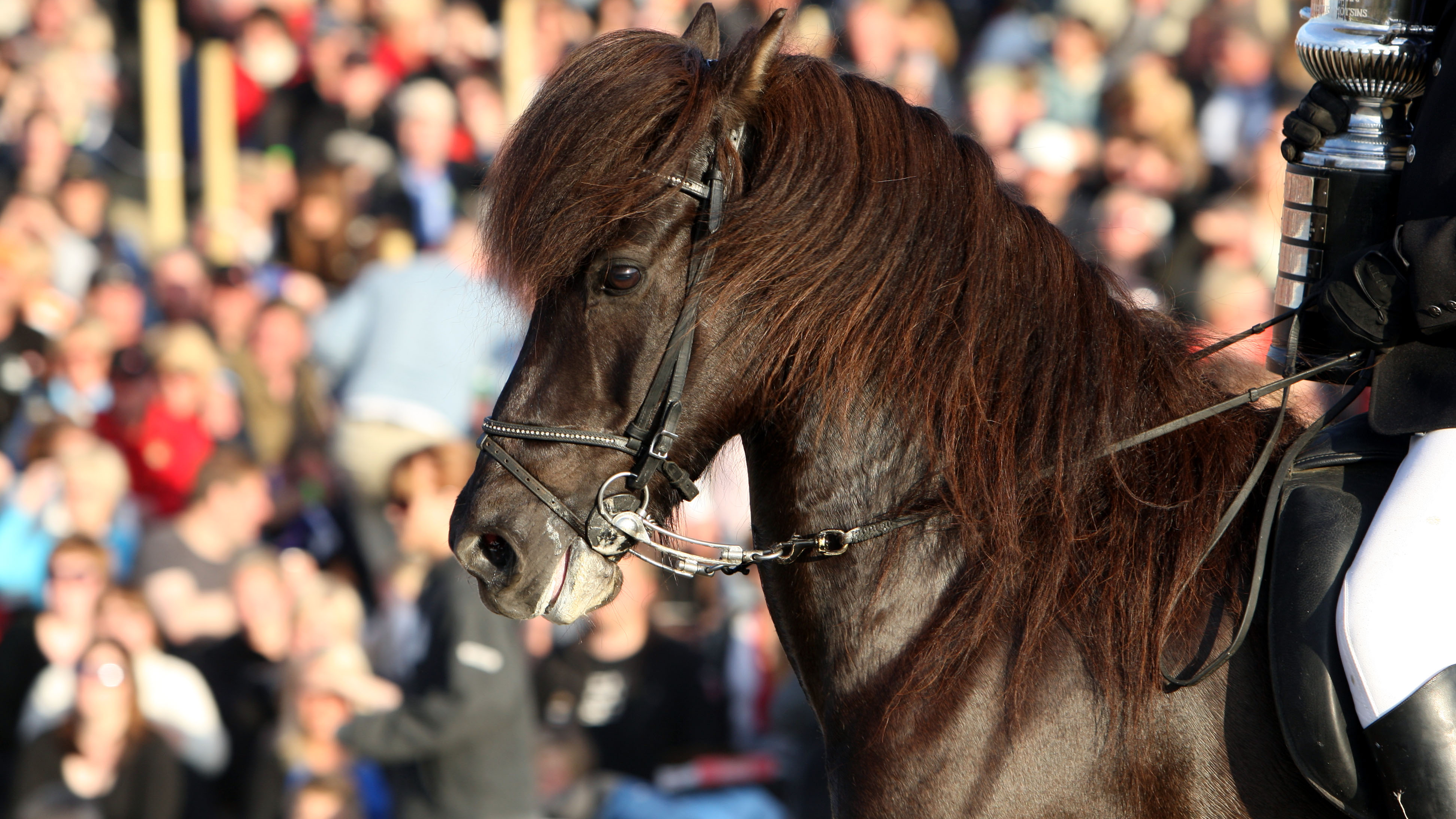 Ýmis viðtöl og efni úr safni Eiðfaxa