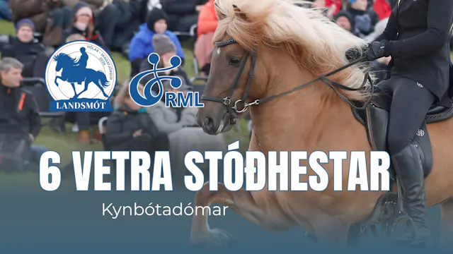6 year old stallions - Landsmót hesta...