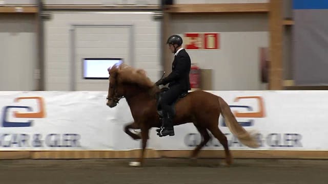 Stóðhestaveislan 2017