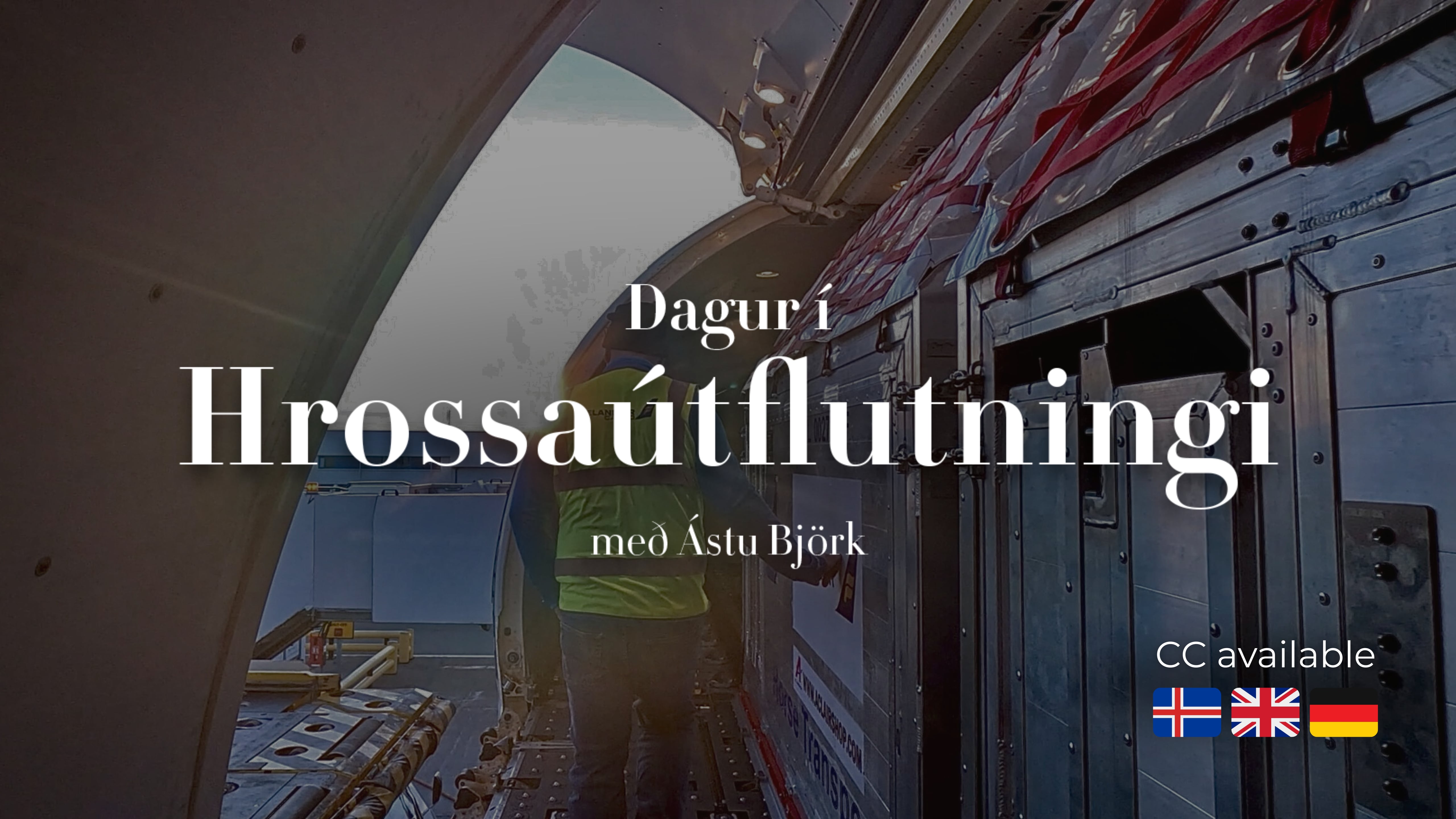 A day in horse exporting