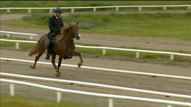 Efstu kynbótahross ársins 2014