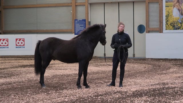 Hestadagar 2025 - Larissa Silja Werner