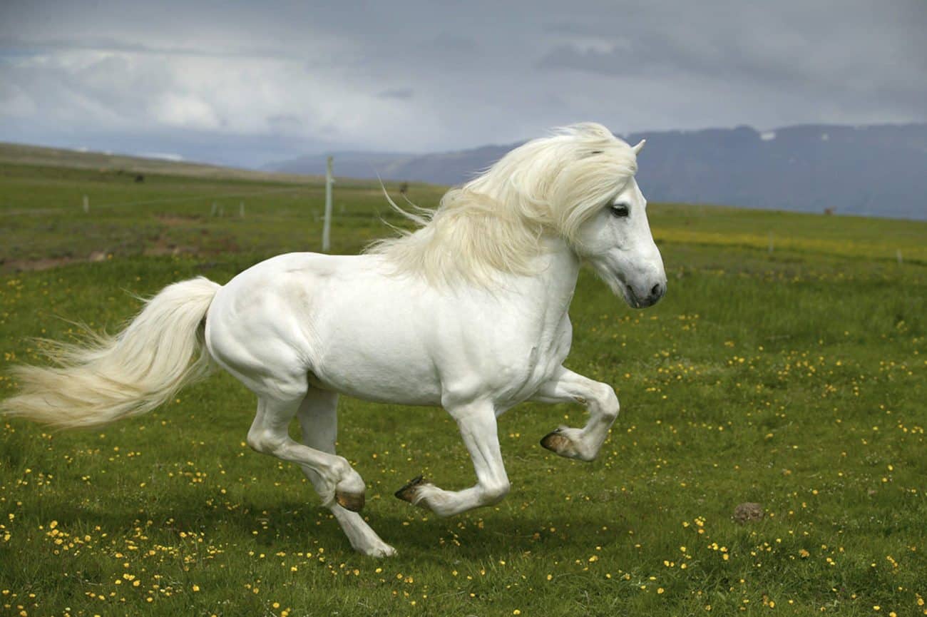 Íslenski hesturinn - Iceland´s favorite horses