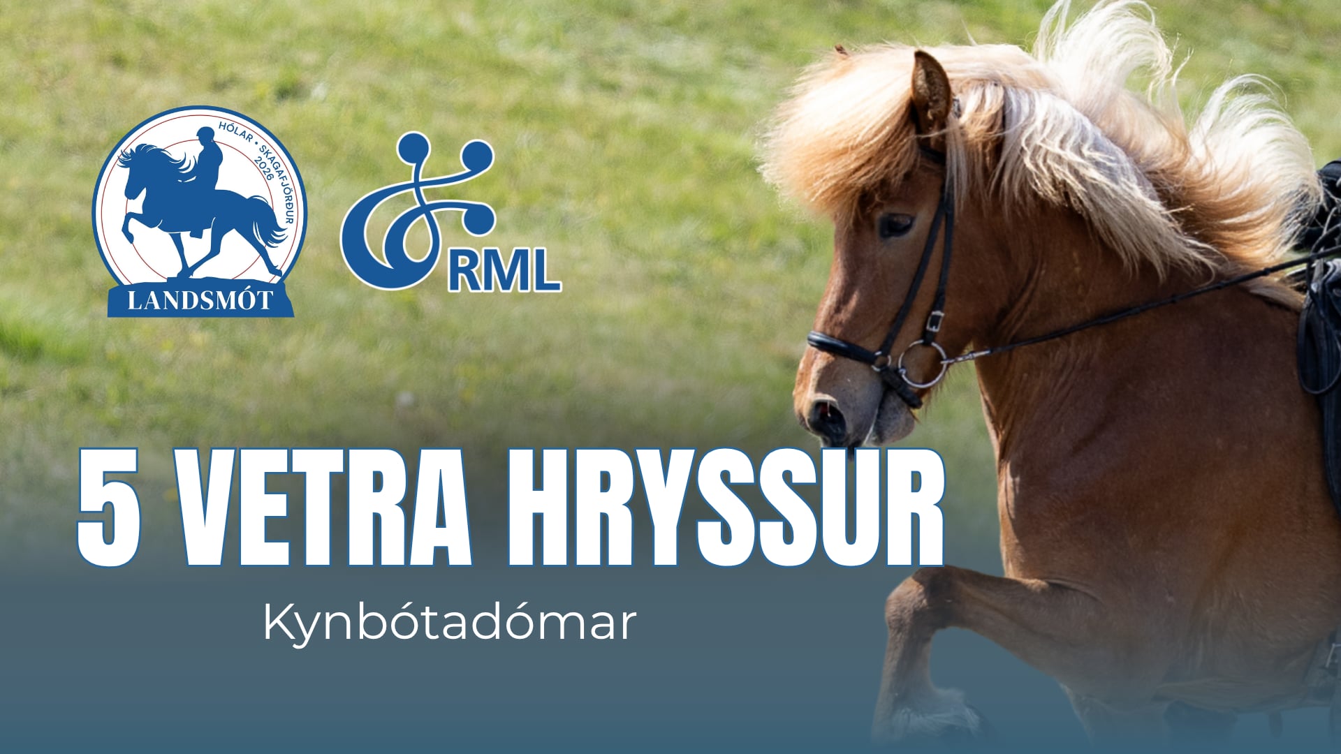 FIZO 5 year old mares - Landsmót hestamanna 2026