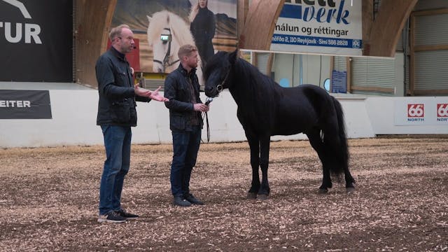 Hestadagar 2025 - Þorvaldur Kristjánsson