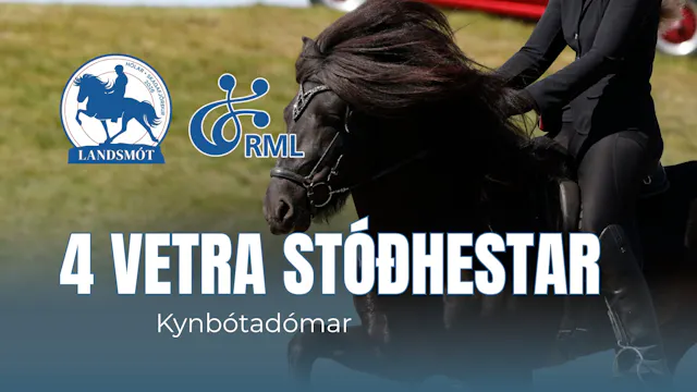 FIZO 4 year stallions - Landsmót hest...